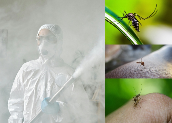 Servicio de fumigacion contra dengue