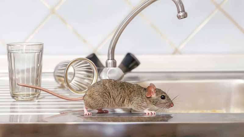 Cómo eliminar ratas y ratones de la casa