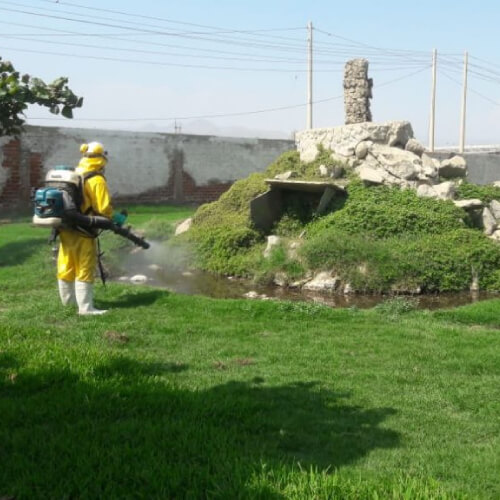 fumigacion-de-abejas-lima.jpg